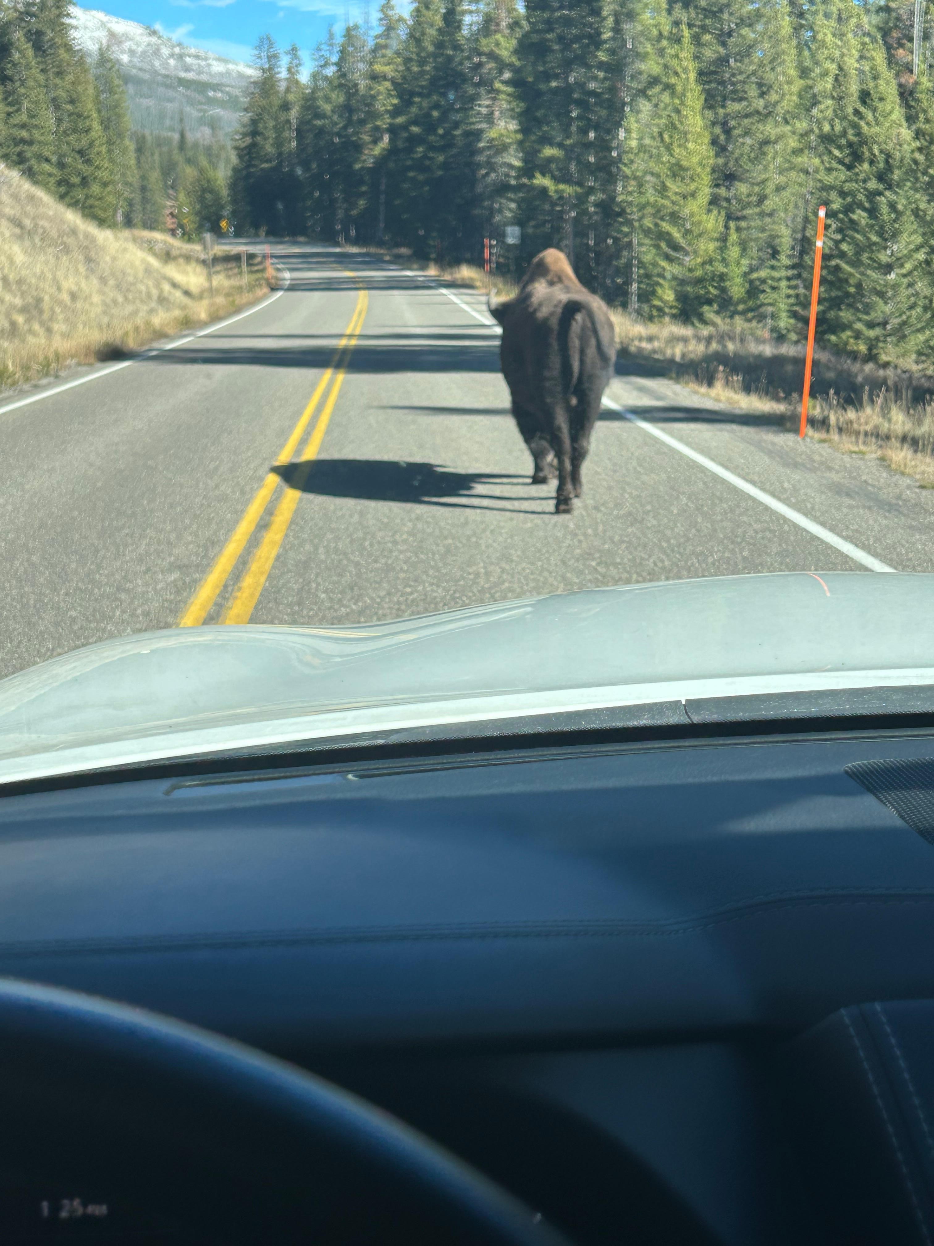 Sharing the road with Bison while driving through Yellowstone 