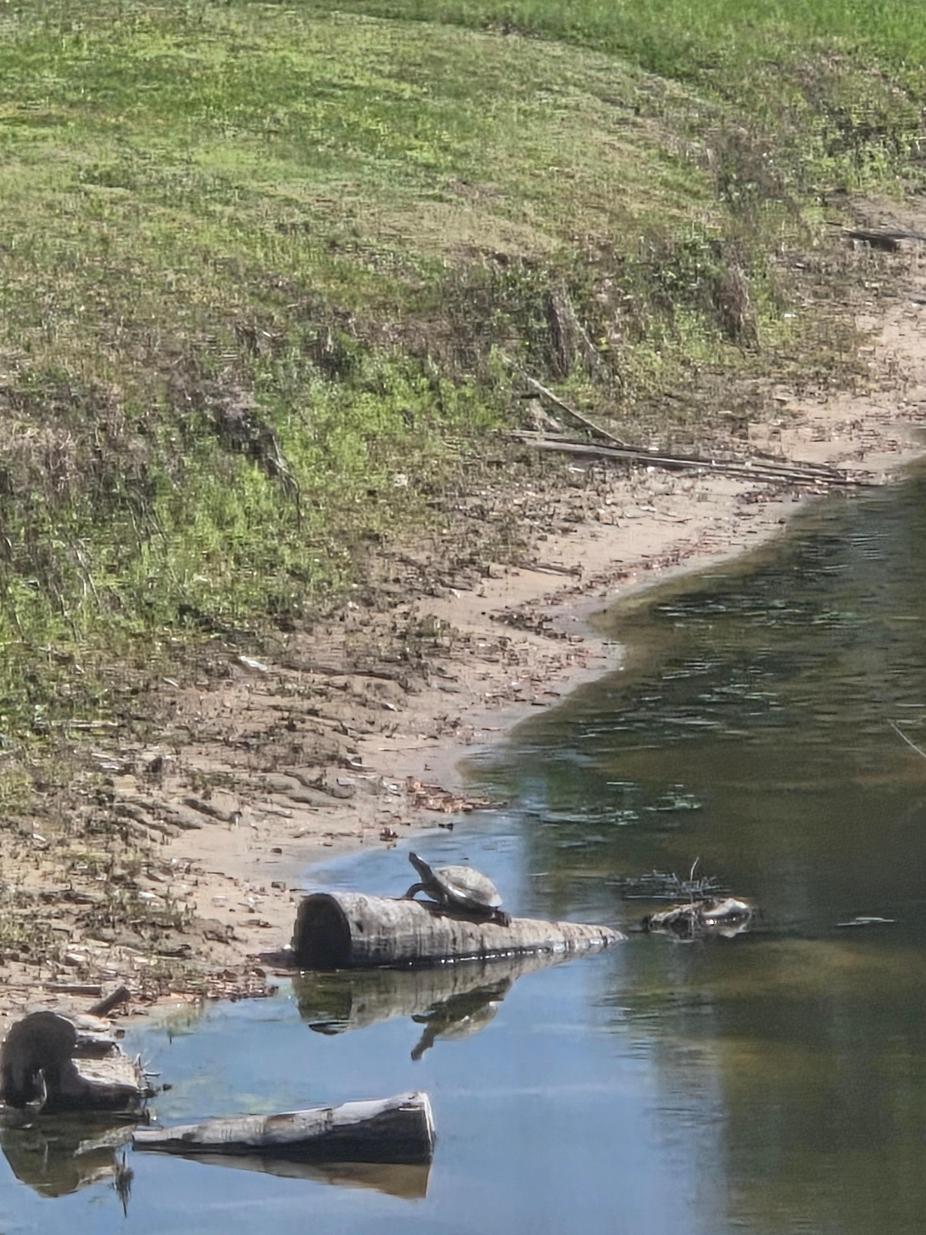 Turtles sunning in the pond behind the home.  
