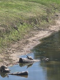 Turtles sunning in the pond behind the home.