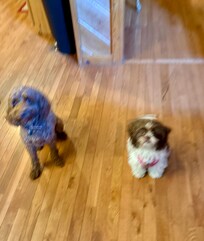 our dogs loved the stay- especially the fenced in yard.
