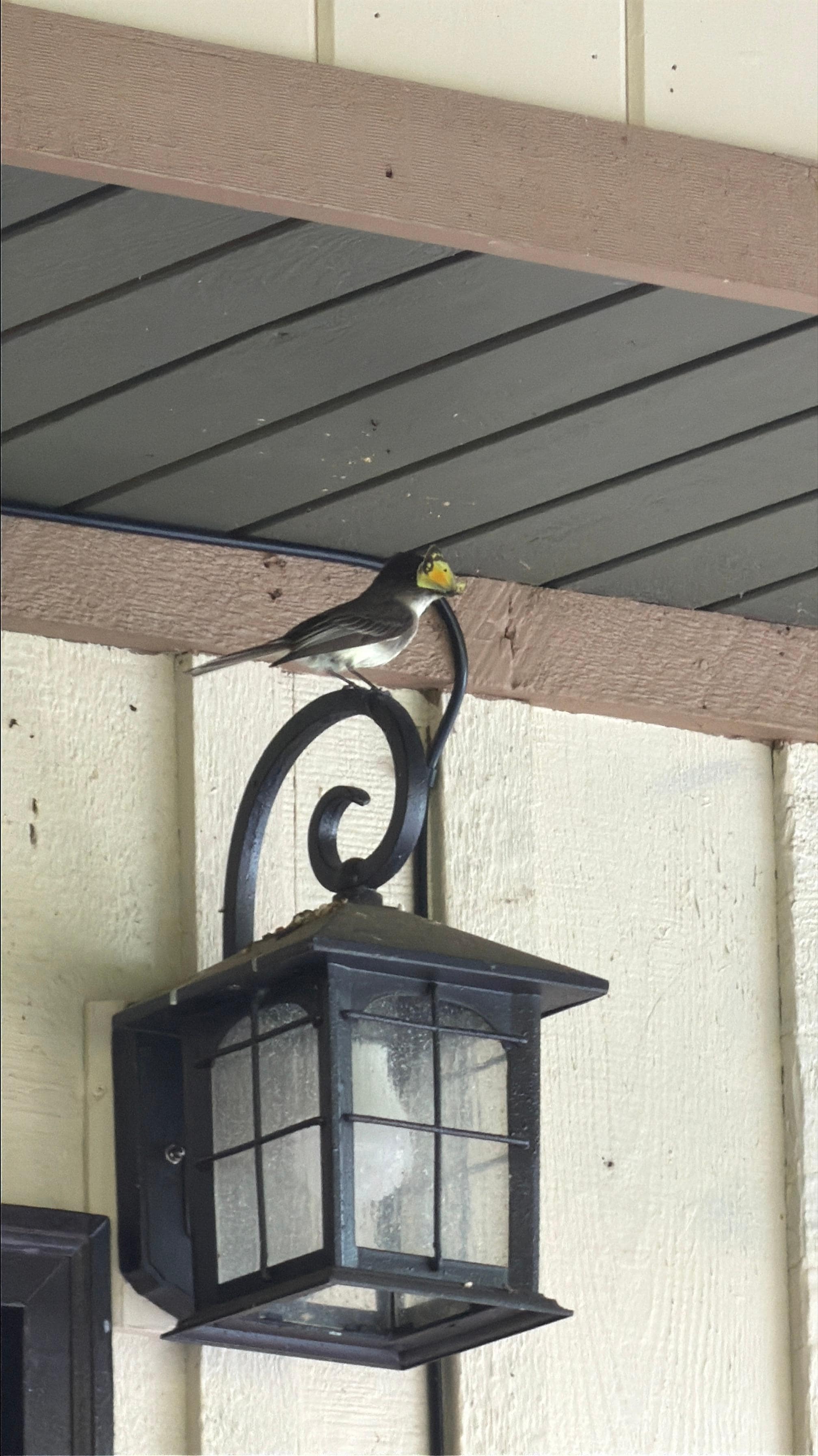 Mama bird (has a nest by the fireplace)