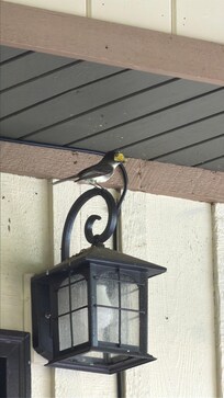 Mama bird (has a nest by the fireplace)