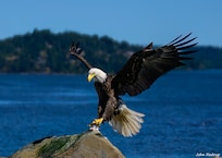 Eagle offering right on the beach in front of the house!