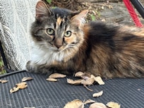 A lovely outdoor visitor