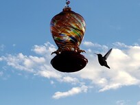 Hummingbirds visiting balcony feeder
