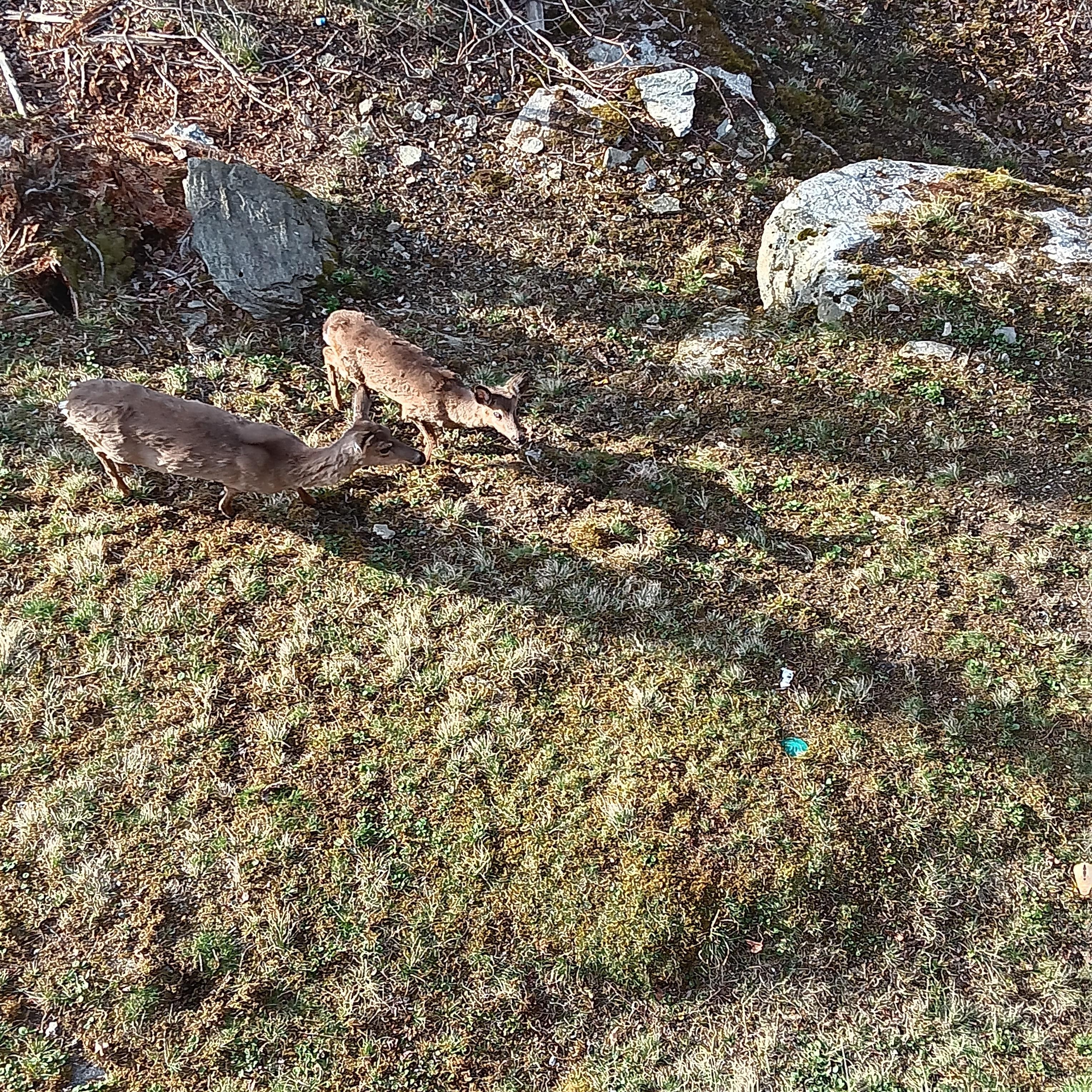 We saw this group of deer every morning. Up to 7 of them