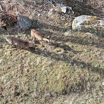 We saw this group of deer every morning. Up to 7 of them