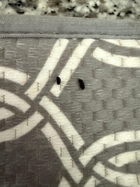 More mouse droppings on dish drying rack