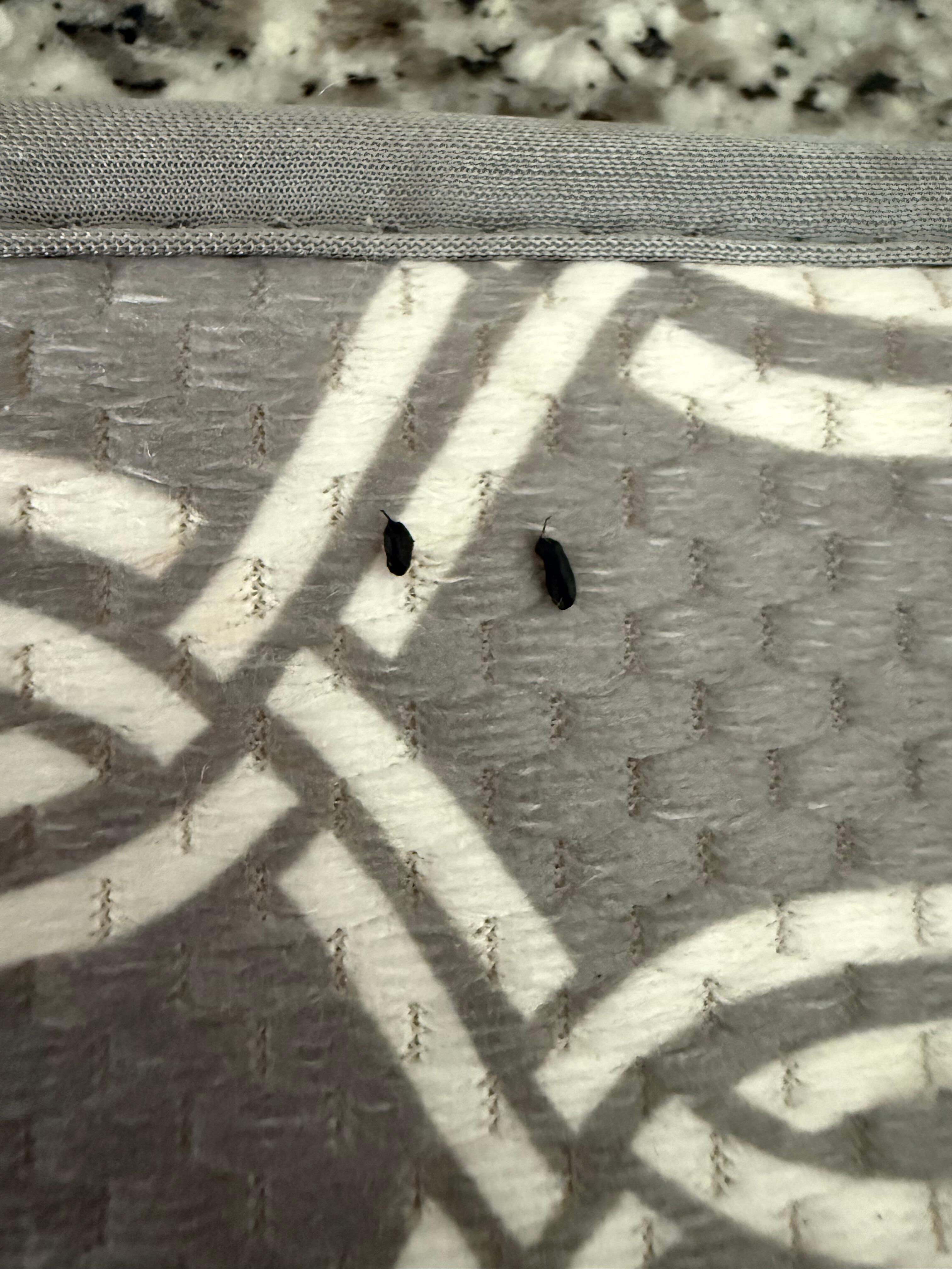 More mouse droppings on dish drying rack