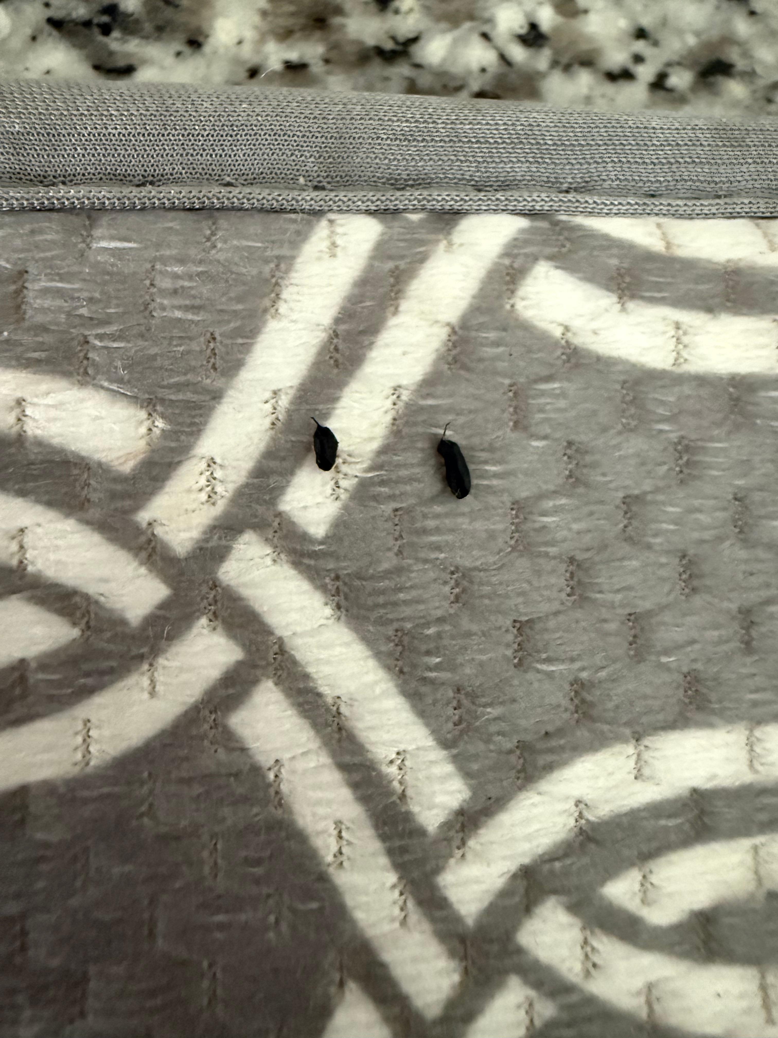 More mouse droppings on dish drying rack