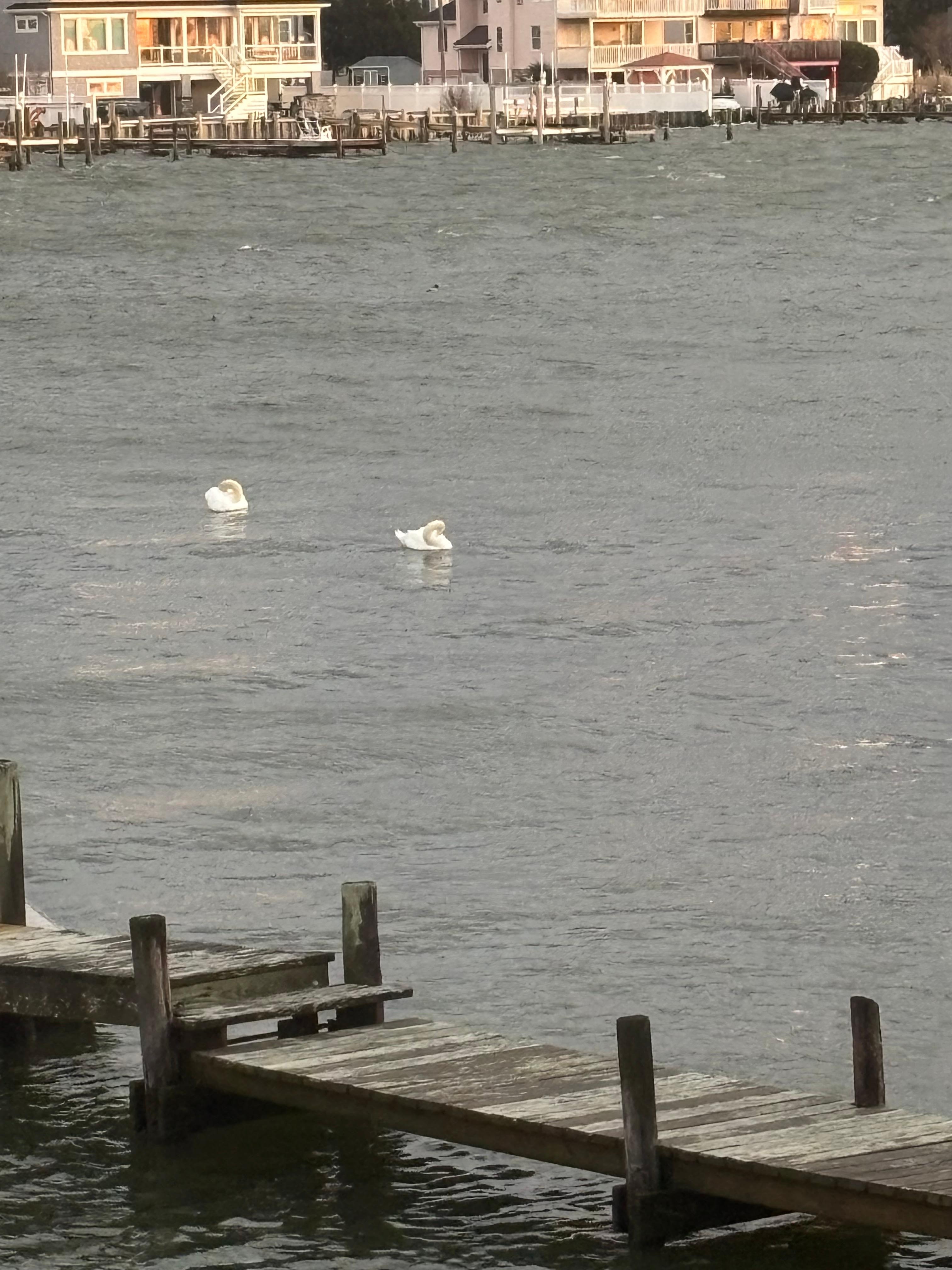 Swans in the bay 