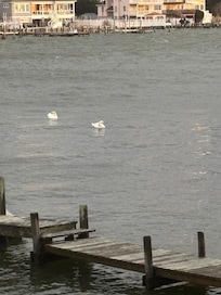 Swans in the bay
