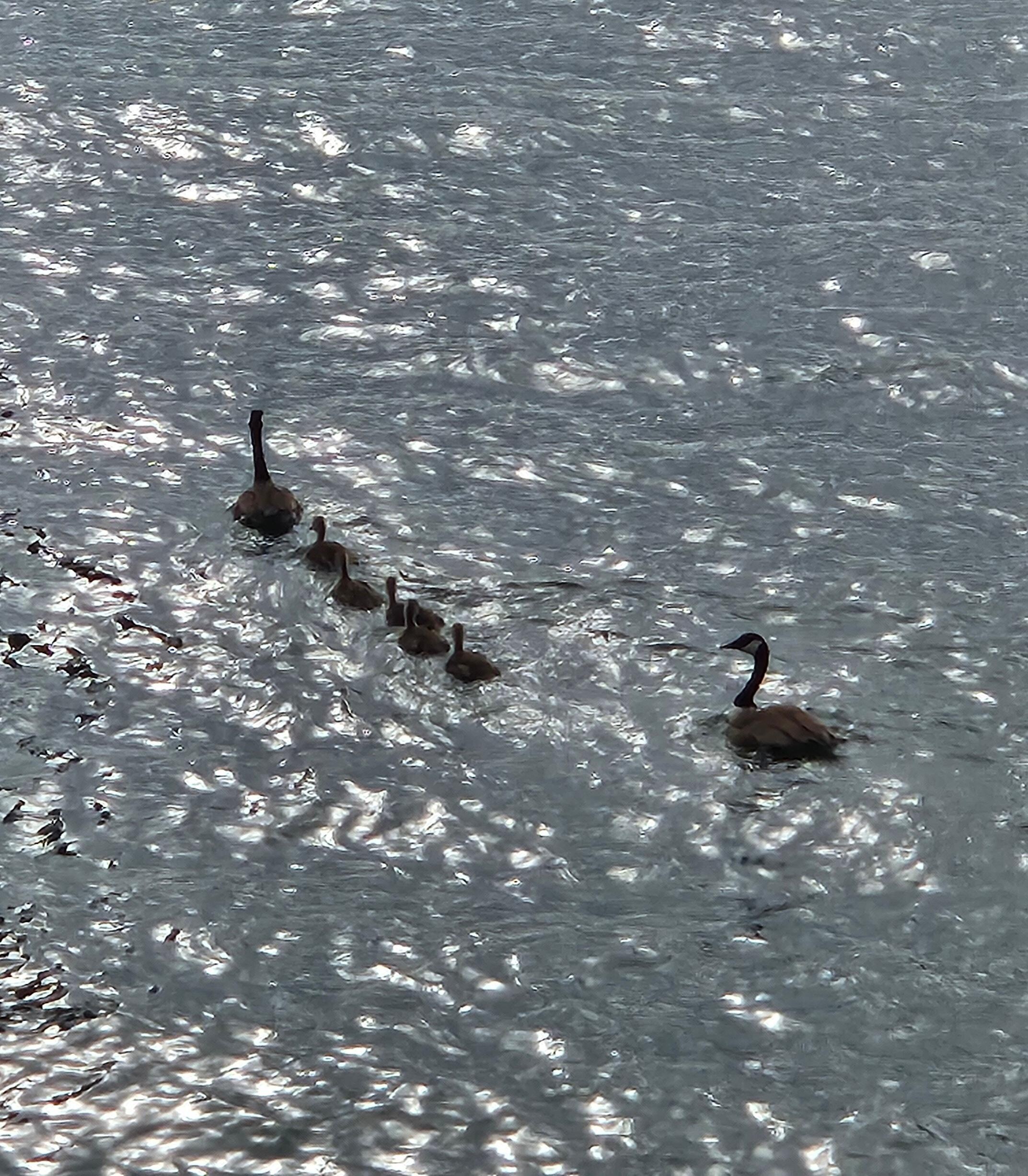 Ducks in a row