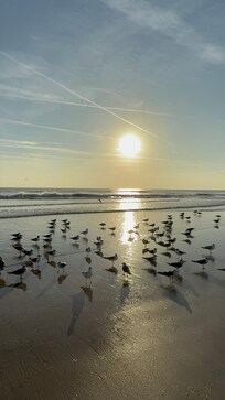 Beautiful sea birds at sunrise!!😊