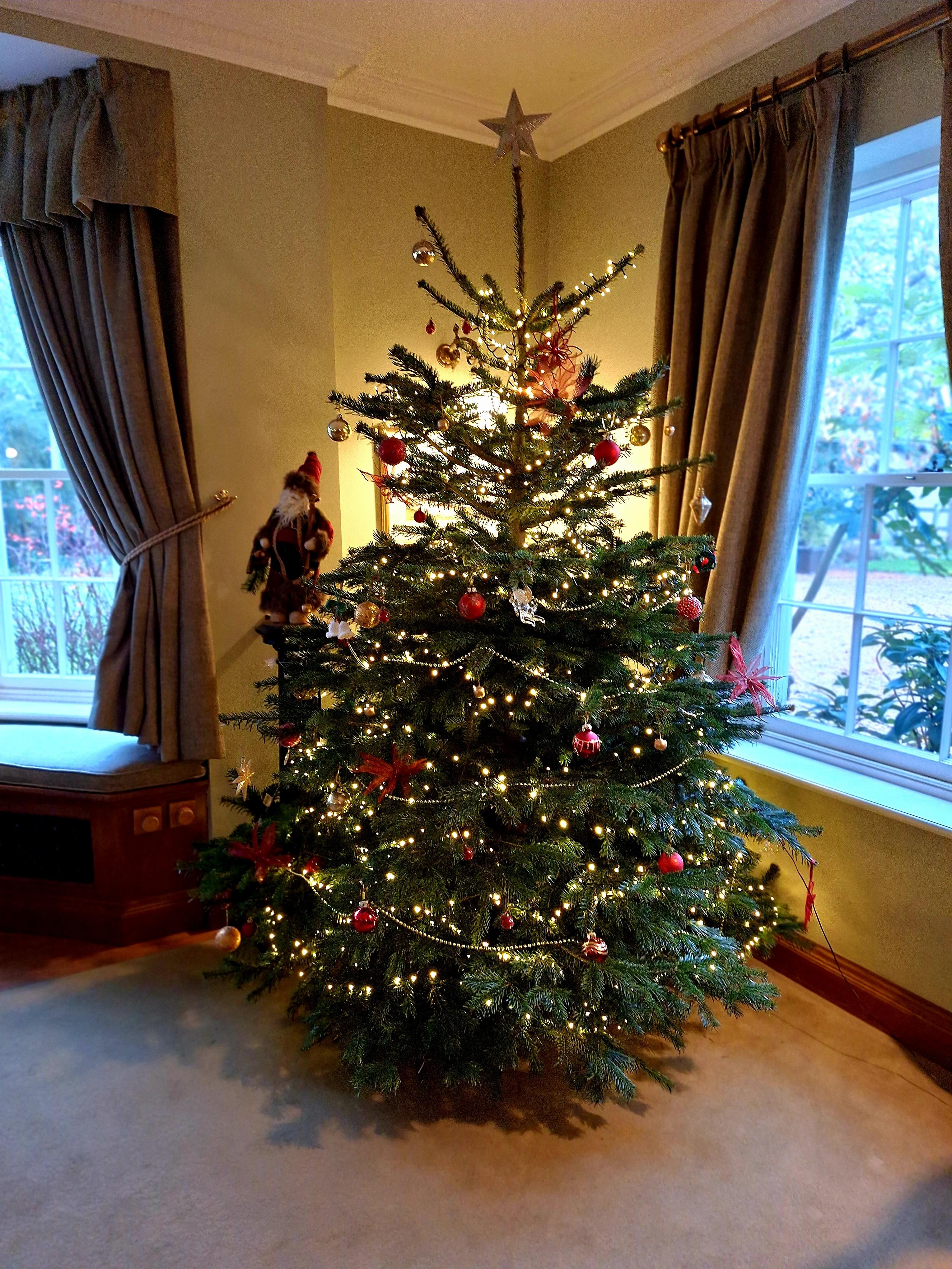 The beautiful Christmas tree in the breakfast room
