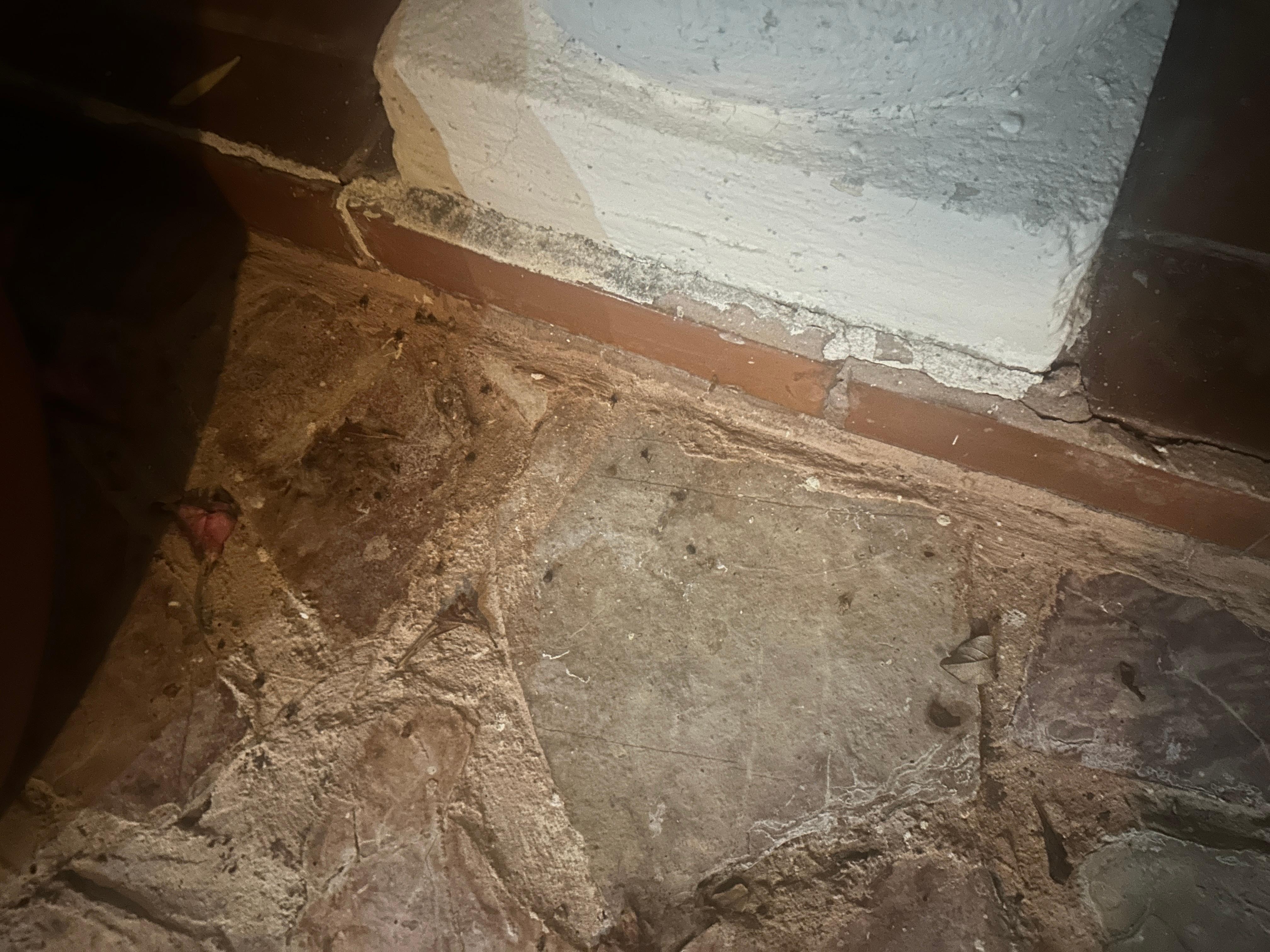 There were hundreds of giant ants infesting the space just outside the back bedroom.