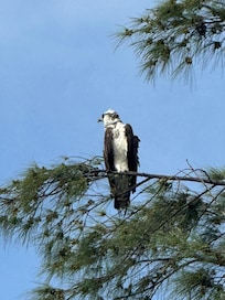 Osprey at Treasure Island Beach