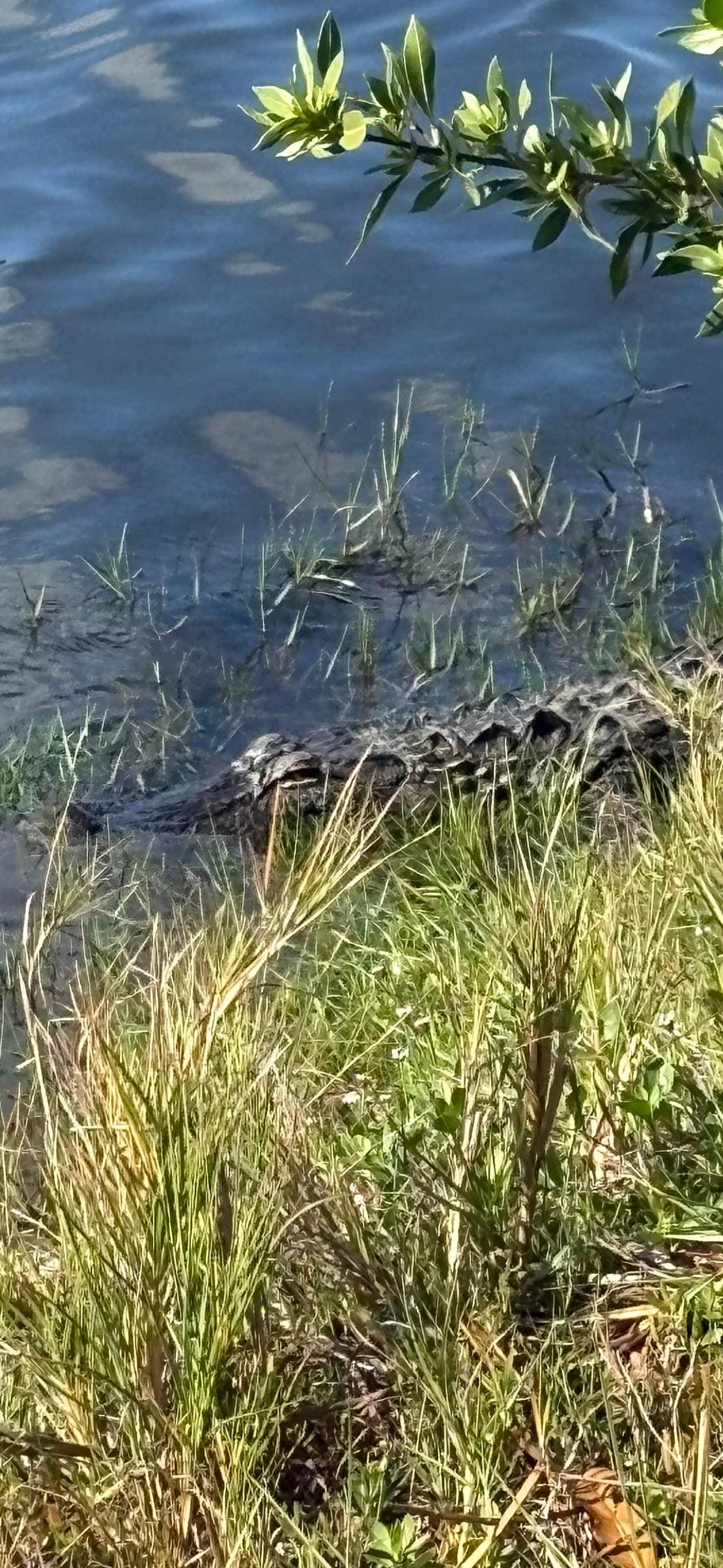 Saw an alligator at Hibiscus Point across Estero
