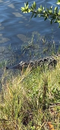 Saw an alligator at Hibiscus Point across Estero