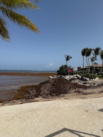 Beach / Seawees