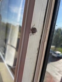 One of the bugs in the room.