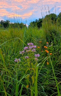 Meadow of wildflowers between the lake and cabin