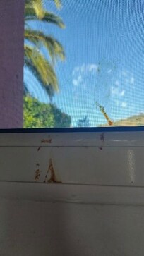 Komische Flecken wie Eier? am Fenster