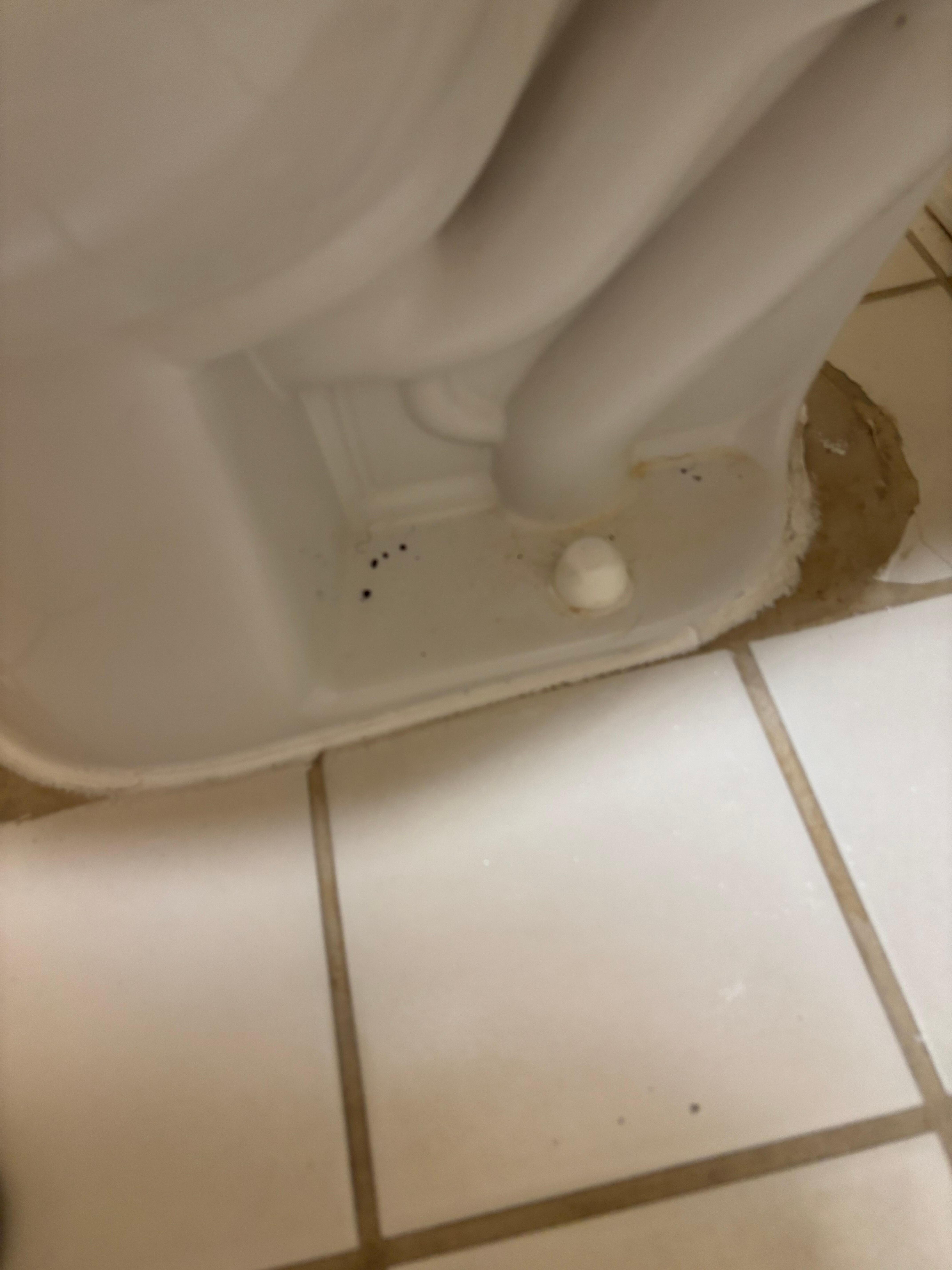 Toilet has dirt and urine stains