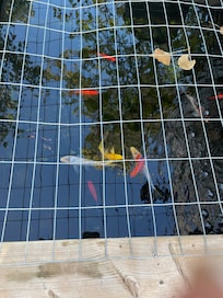 Koi pond