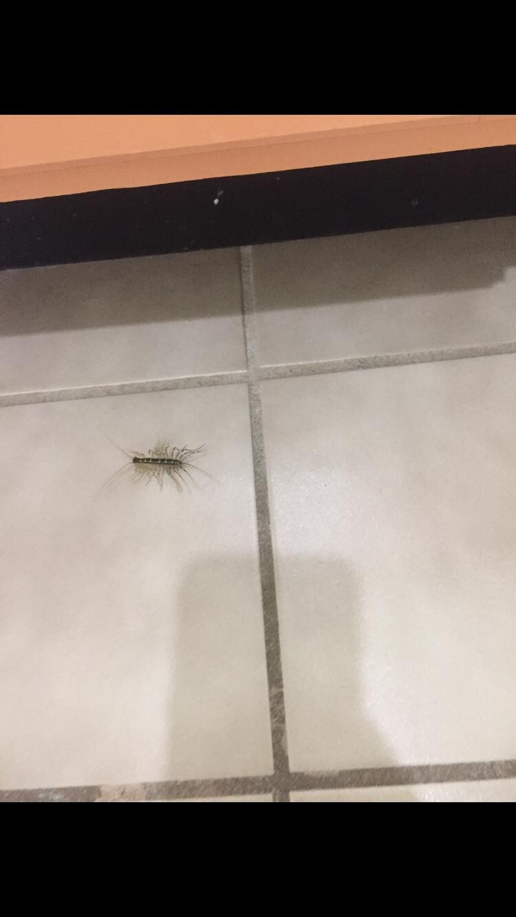 Ants everywhere