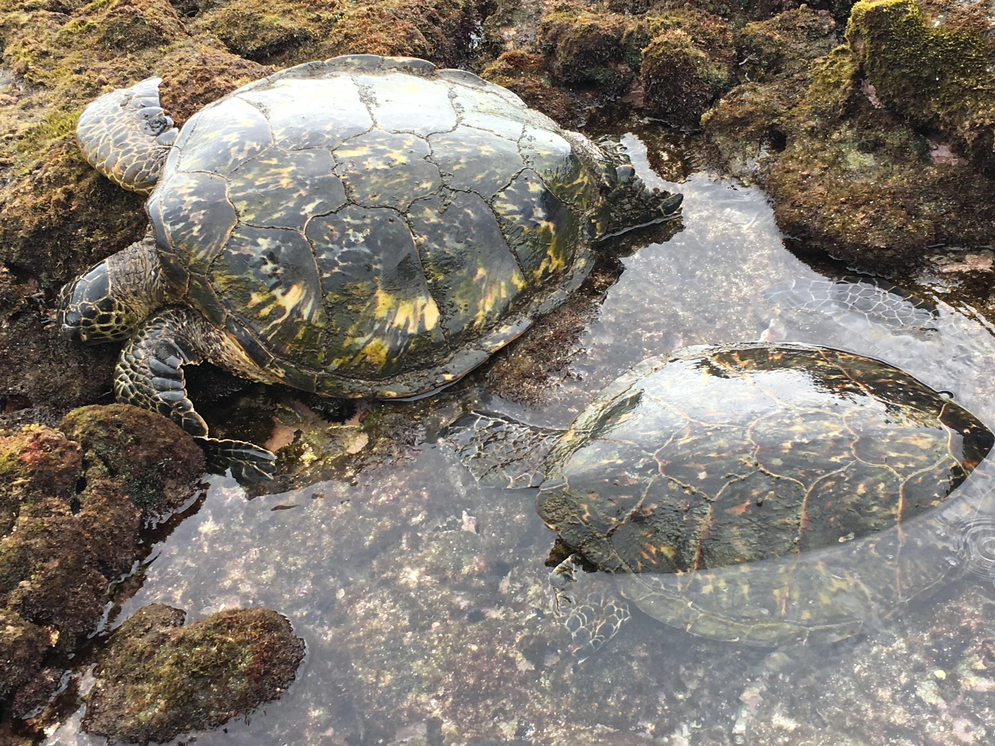 常に３匹のカメ🐢がいました。