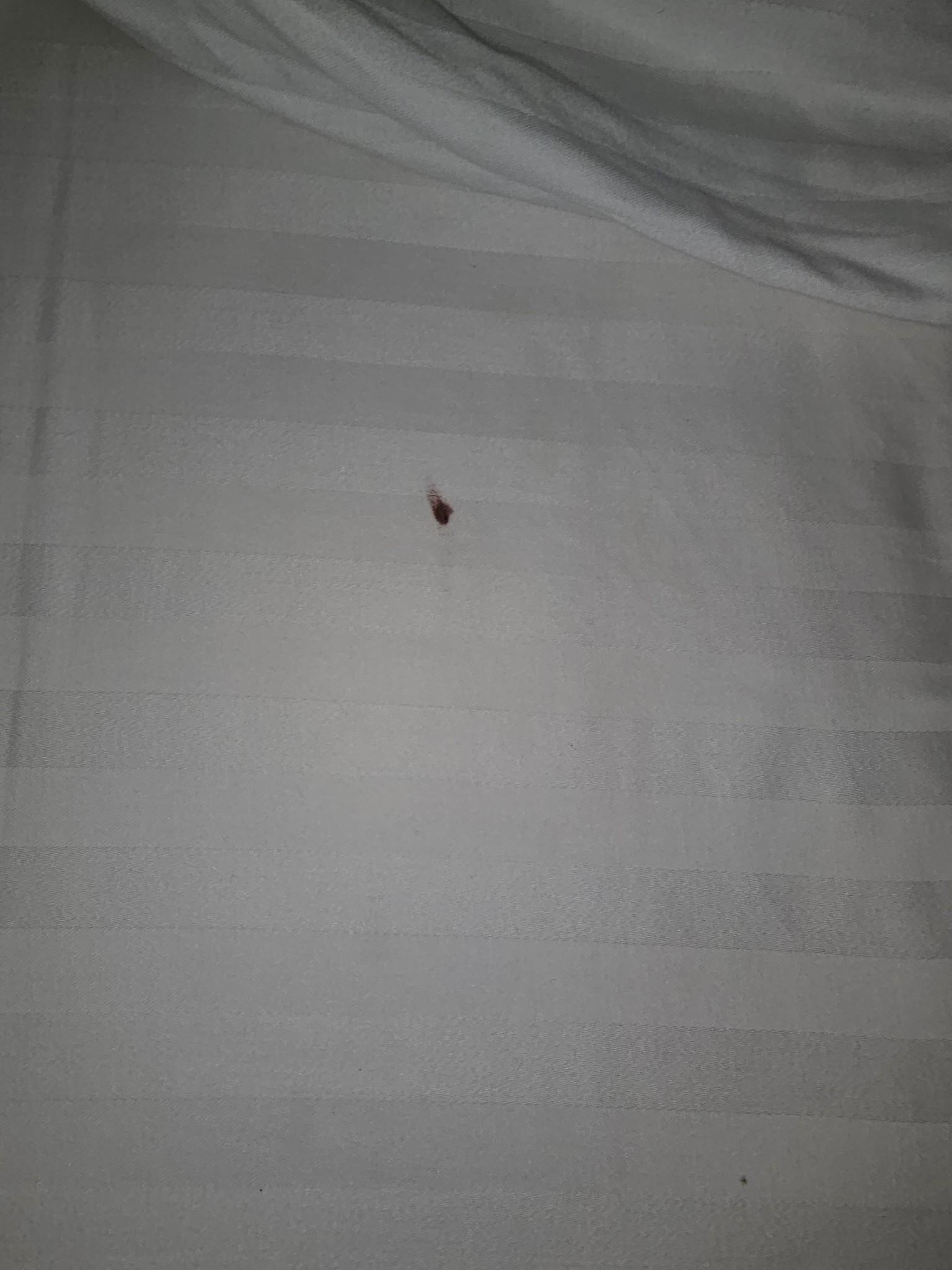 Bedbug