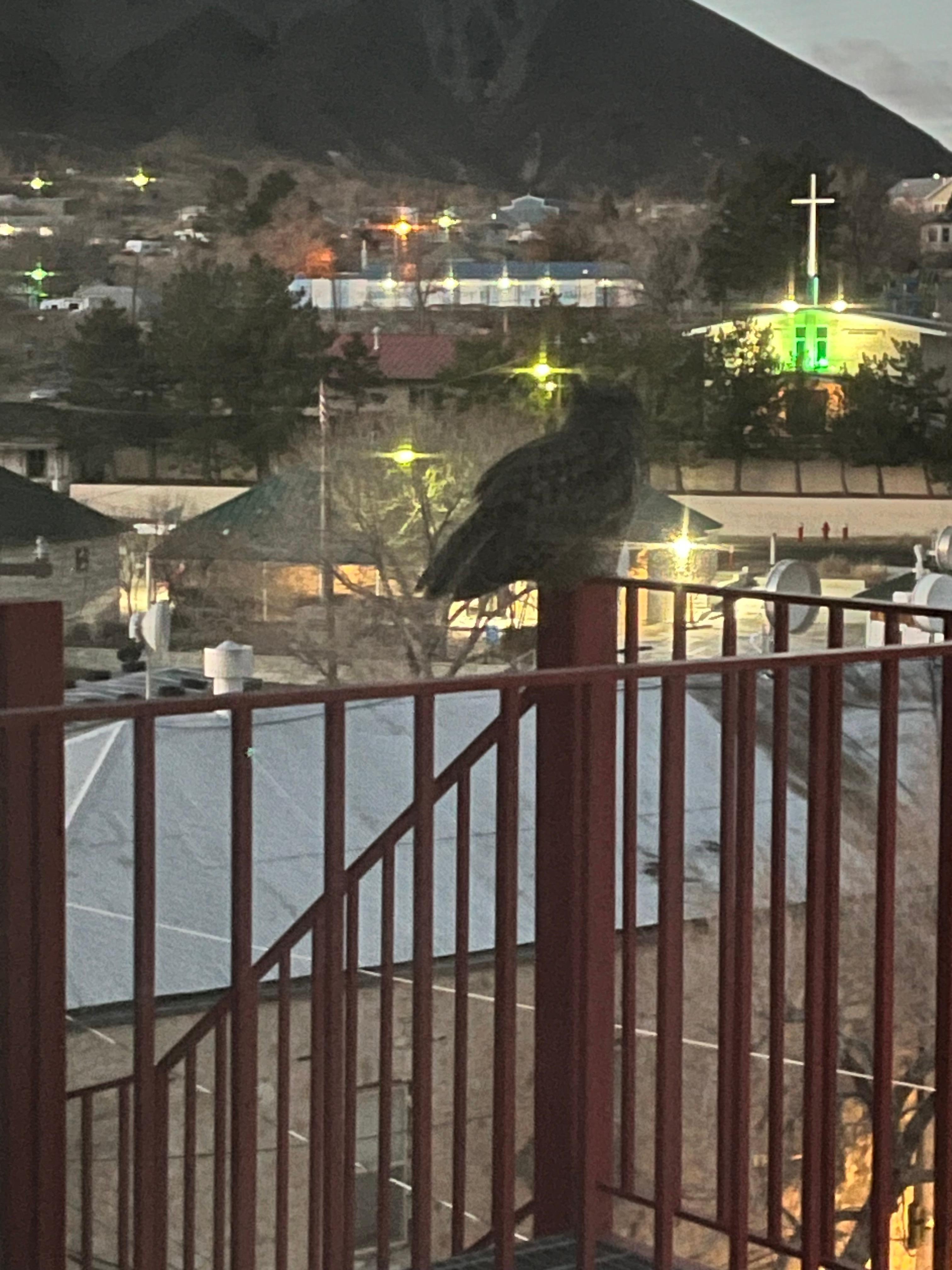 Owl outside my room