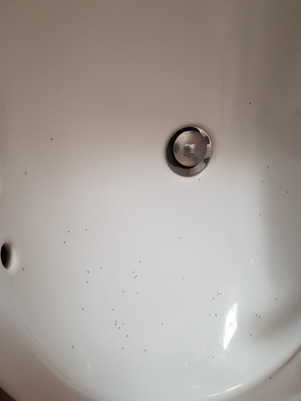 Ants everywhere in the bathroom not only sink but also on the wall