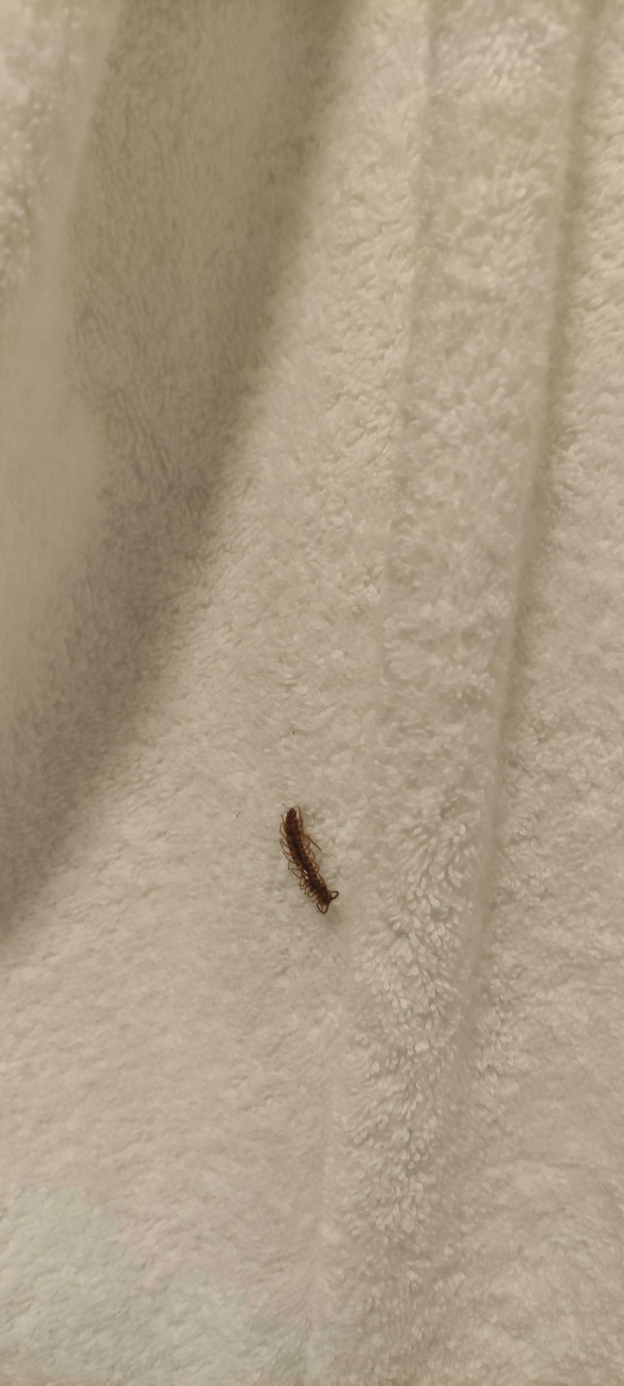 A bug on a new towel