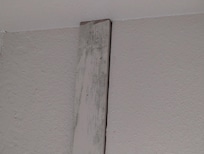 Mildew and mold