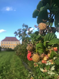 Vadelmaa silmien kantamattomiin