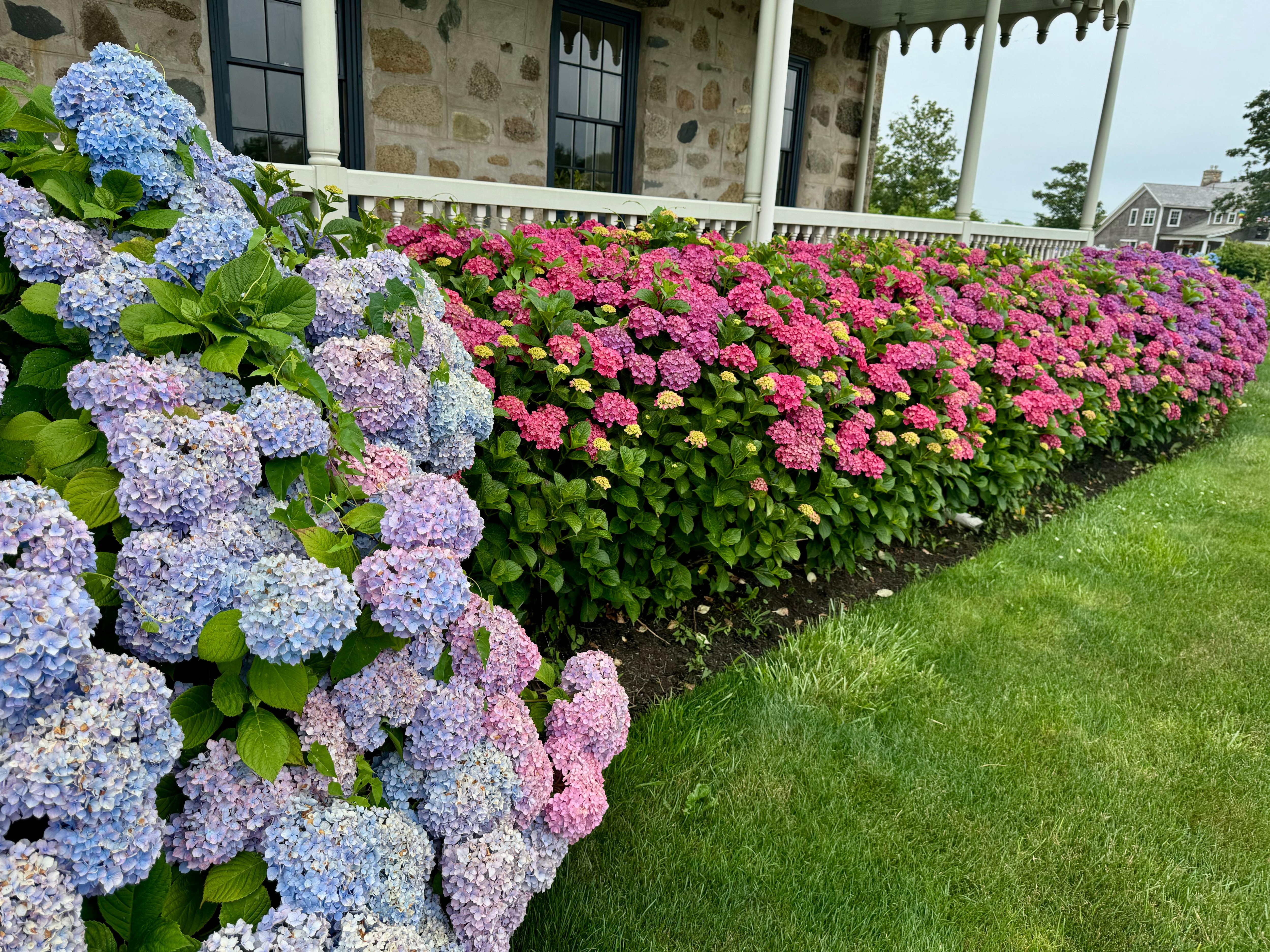 Gorgeous hydrangeas surrounding property