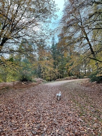 Short dog walk