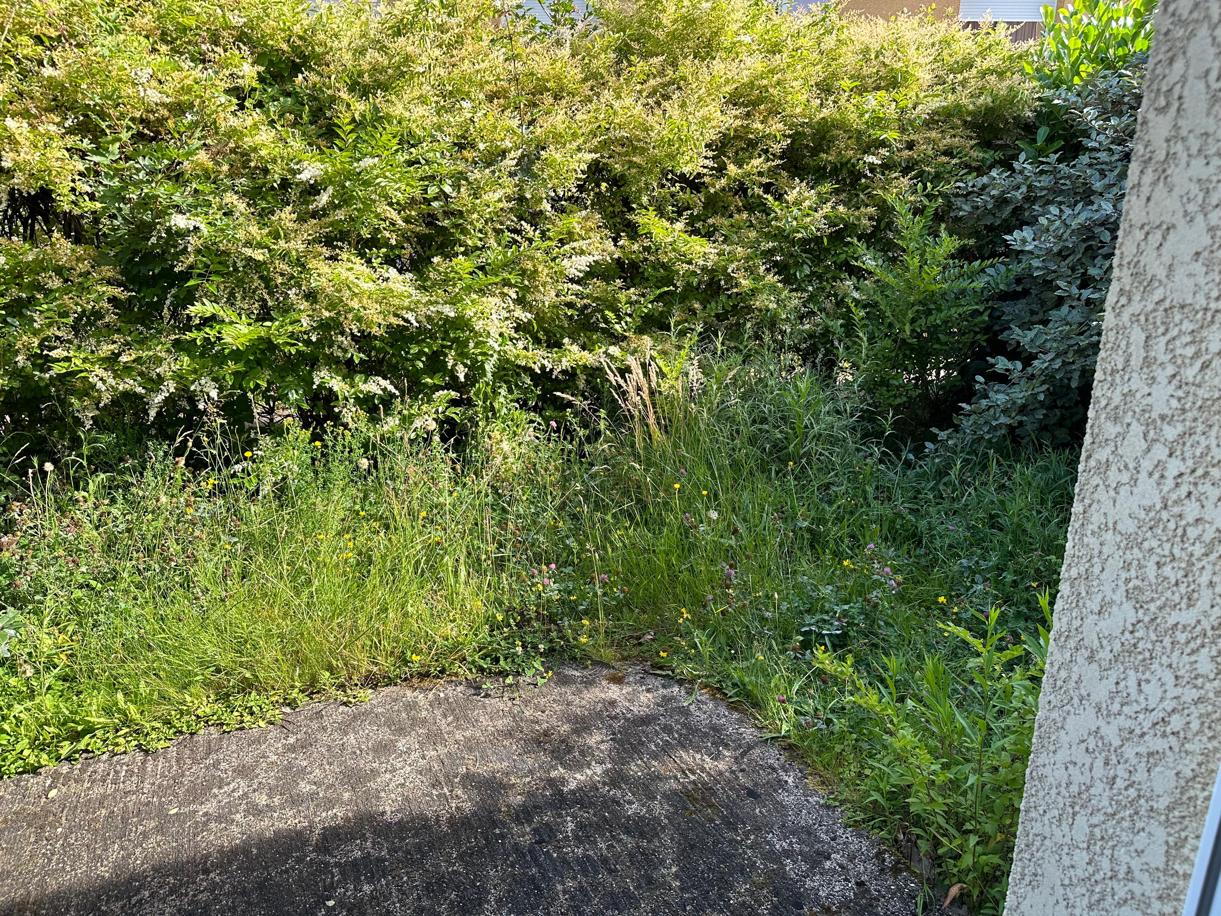 View from the living room area - totally overgrown and uneven patio