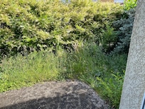View from the living room area - totally overgrown and uneven patio