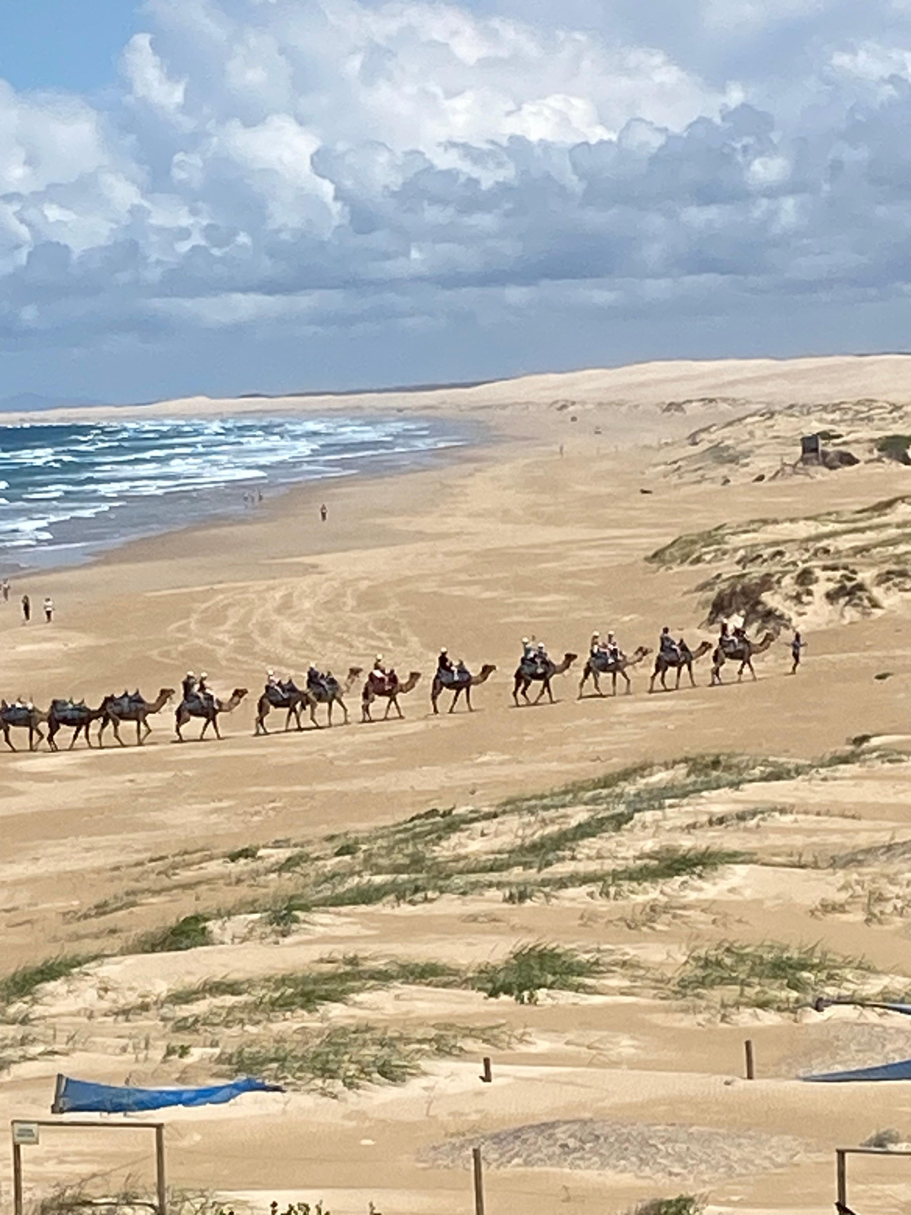 Camel riding at Stockton Beach