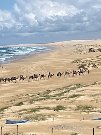 Camel riding at Stockton Beach