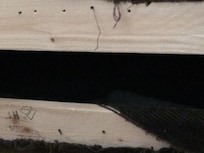 Ripped and dangerous