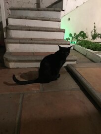 El negris will welcome you!!