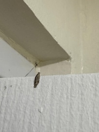 Either another bug or lizard poop, it was throughout the unit.