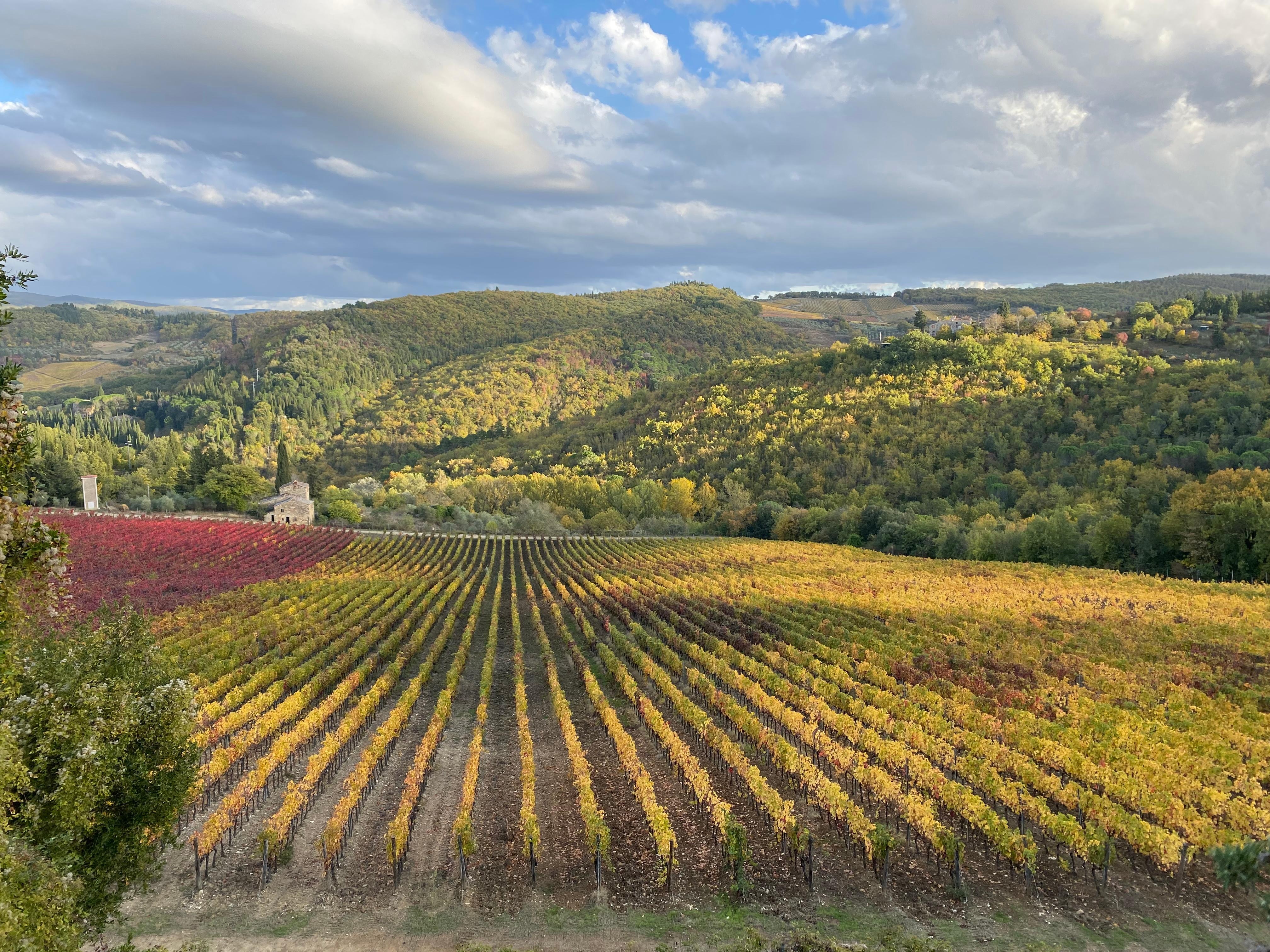 Toscana countryside vine tour