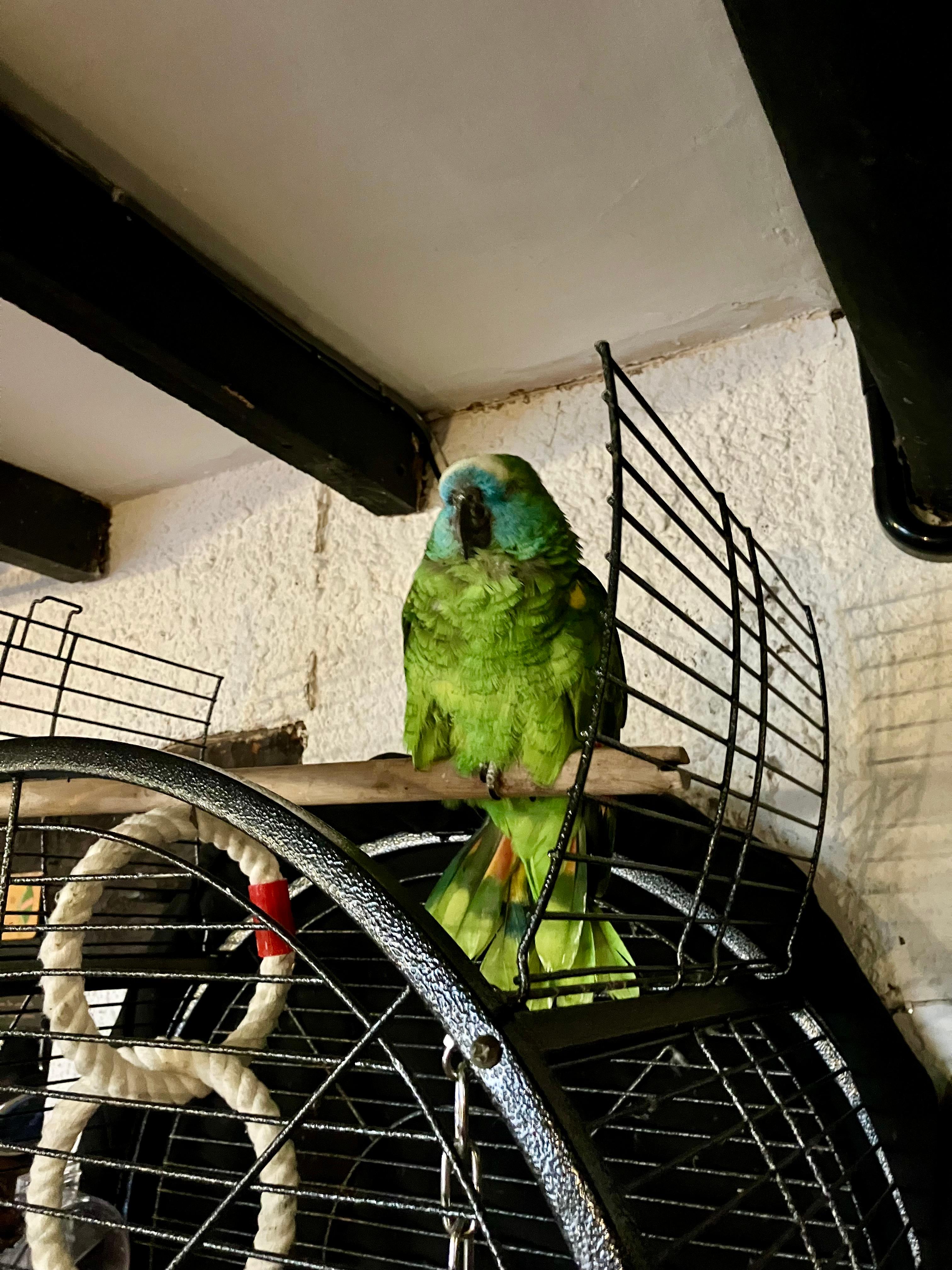 Captain the parrot