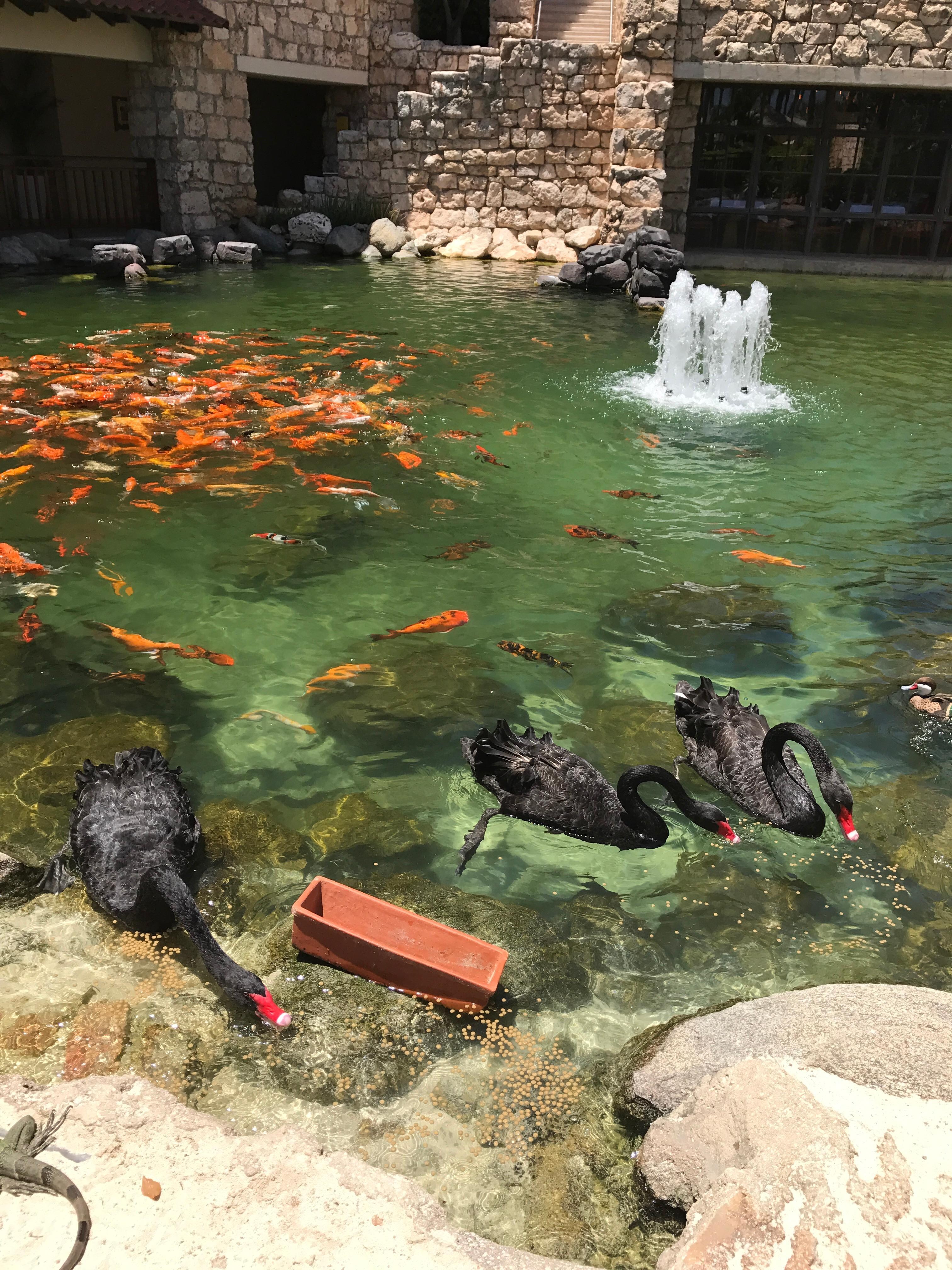 Black swans and koi feeding