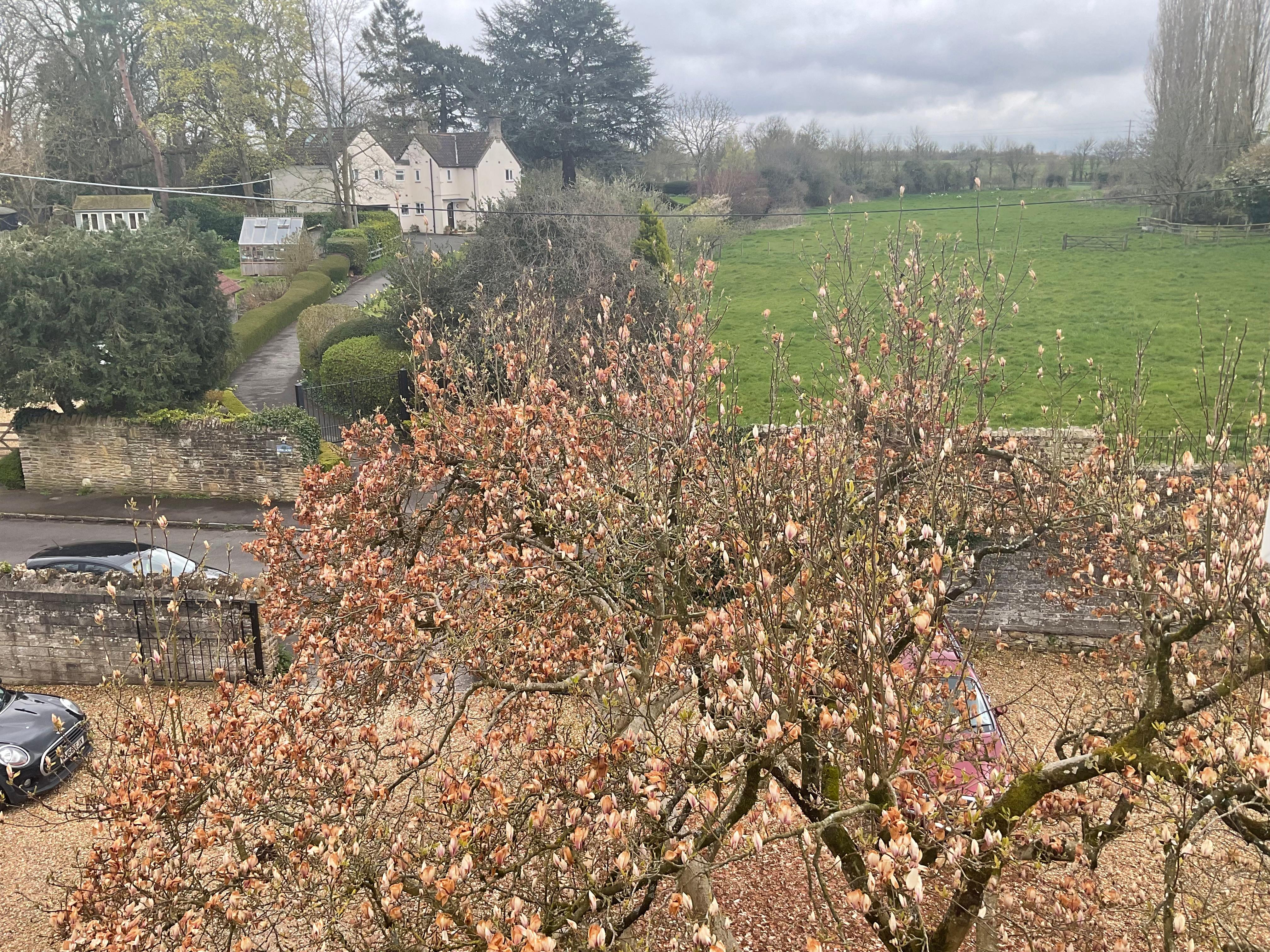 View from our room. Frost caught the Magnolia!